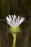 Thistleleaf aster